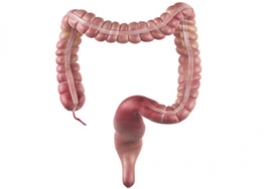 Παχύ έντερο - Τι είναι και ποιός είναι ο ρόλος του;